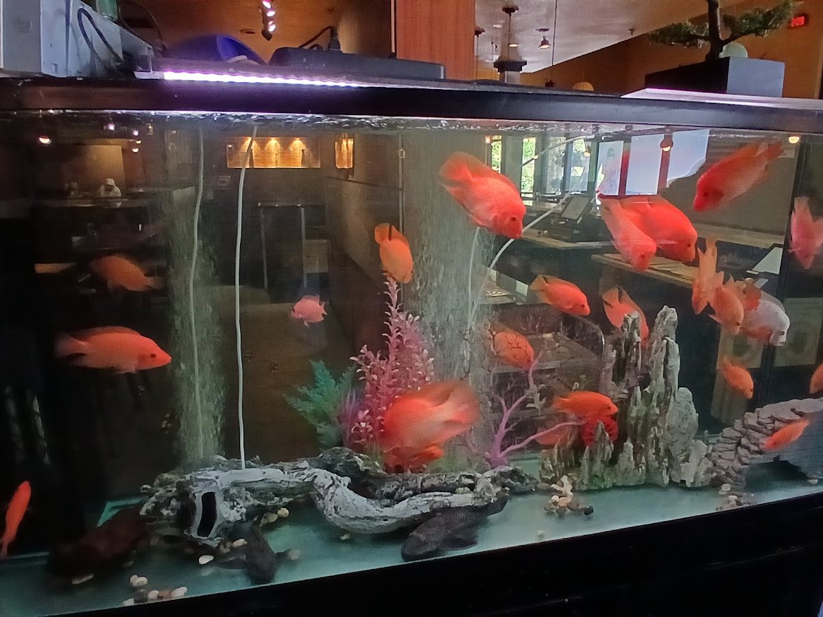 Gozen Japanese Restaurant